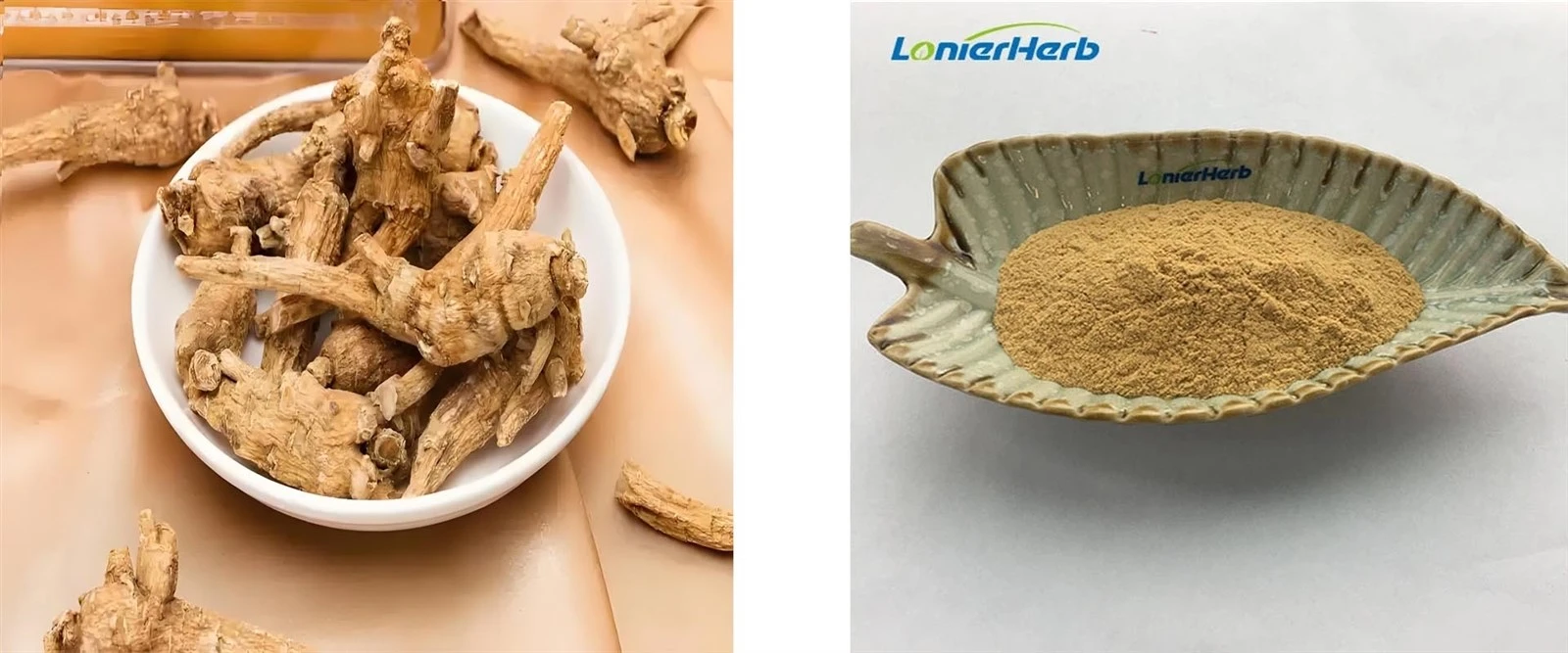 Panax Quinquefolium Root Extract Panax Quinquefolium Root Extract